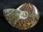 Inch Polished Ammonite From Madagascar #3670-1